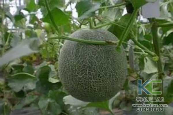 無土栽培，無土栽培技術，無土栽培設備