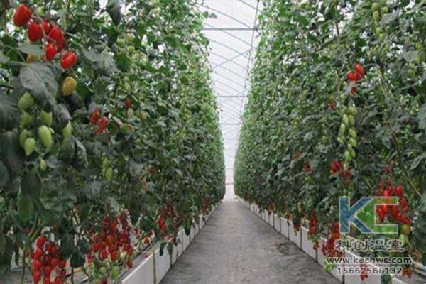 無土栽培，無土栽培技術，無土栽培設備