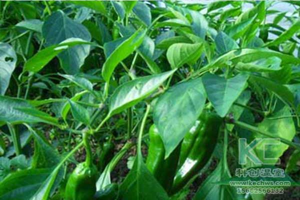 無土栽培，無土栽培技術(shù)