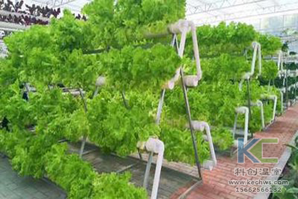 溫室大棚建設(shè)，無(wú)土栽培技術(shù)，無(wú)土栽培，溫室大棚