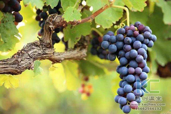 無土栽培，無土栽培技術，無土栽培設備