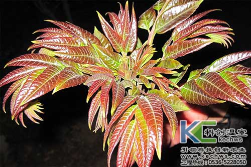 無土栽培，無土栽培技術，無土栽培設備