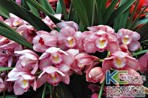 無土栽培，無土栽培技術，無土栽培設備