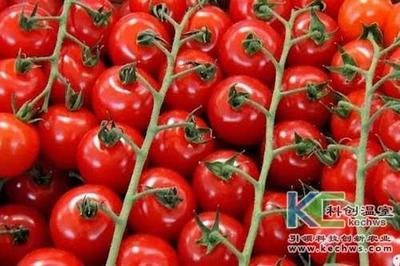 無土栽培技術，魚菜共生系統(tǒng)，無土栽培，溫室大棚