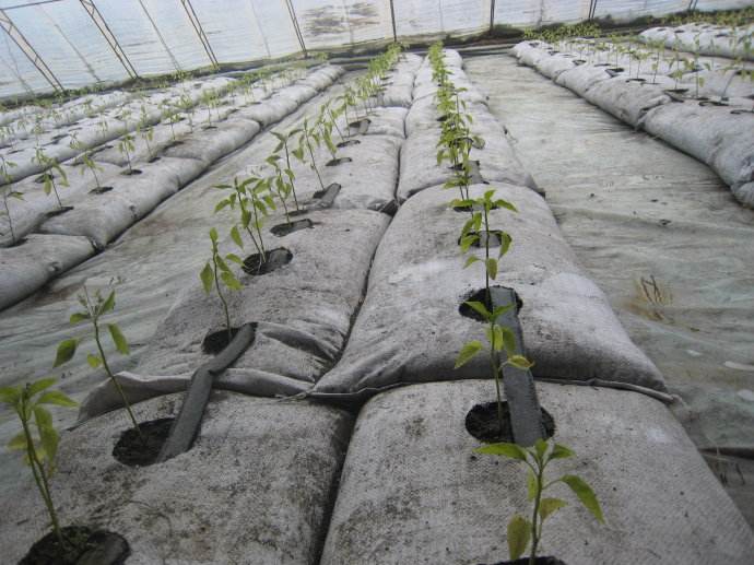 無土栽培，無土栽培技術(shù)，無土栽培設(shè)備