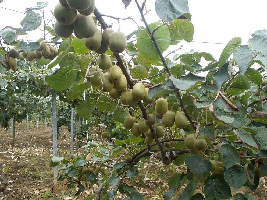 無土栽培，無土栽培技術(shù)，無土栽培設(shè)備