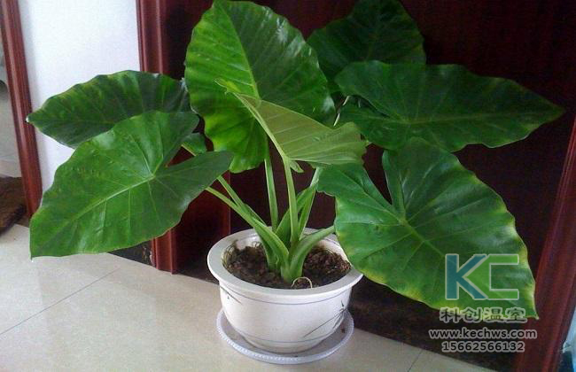 無土栽培，無土栽培技術，無土栽培設備