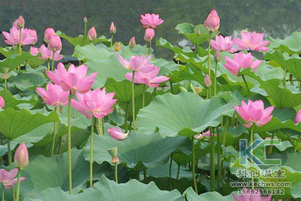 無(wú)土栽培，無(wú)土栽培技術(shù)，無(wú)土栽培設(shè)備