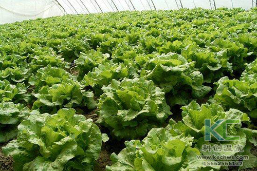 無土栽培，無土栽培技術(shù)，無土栽培設(shè)備