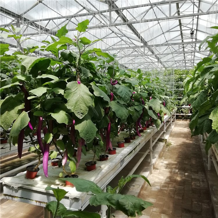 無(wú)土栽培，無(wú)土栽培技術(shù)，無(wú)土栽培設(shè)備