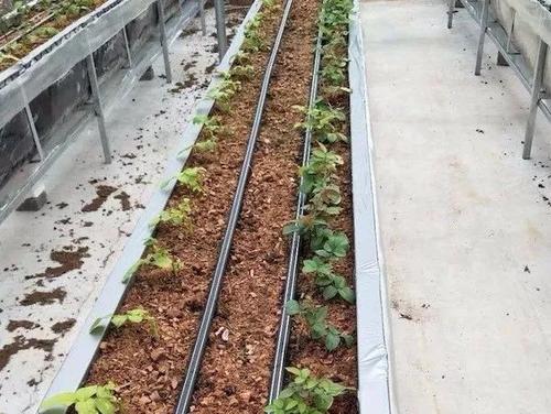 無土栽培，無土栽培技術(shù)，無土栽培設(shè)備