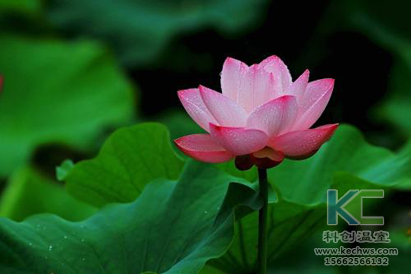 無(wú)土栽培，無(wú)土栽培技術(shù)，無(wú)土栽培設(shè)備