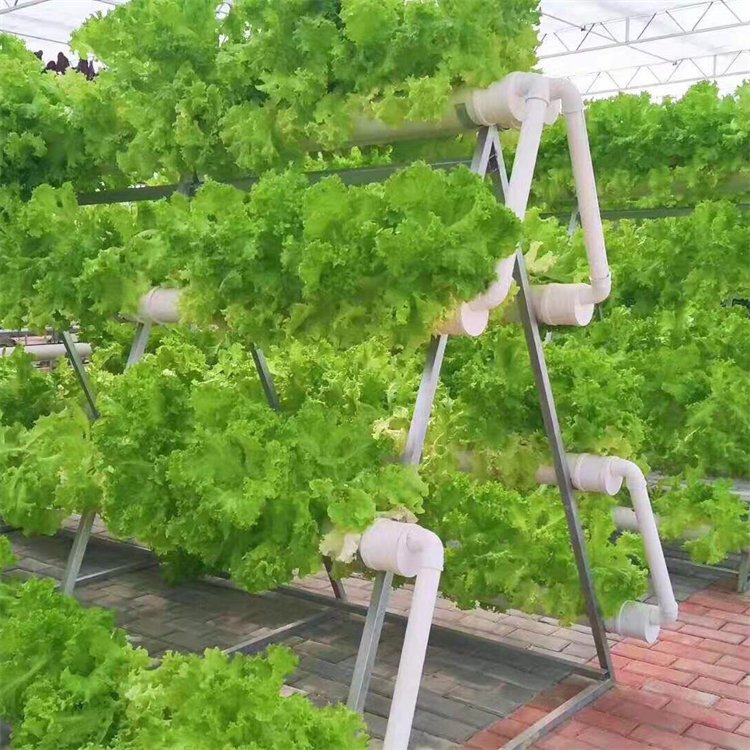 無土栽培,無土栽培技術,無土栽培設備