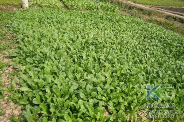 無土栽培，無土栽培技術，無土栽培設備