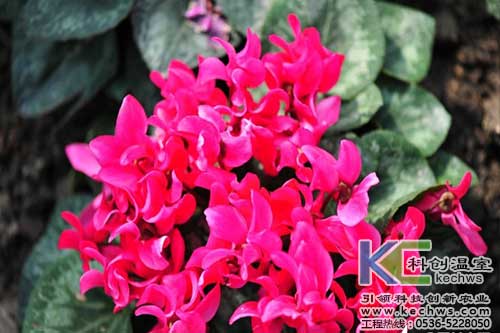 無土栽培，無土栽培技術，無土栽培設備